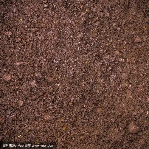 深褐色肥沃土壤,以泥炭为背景用于农业