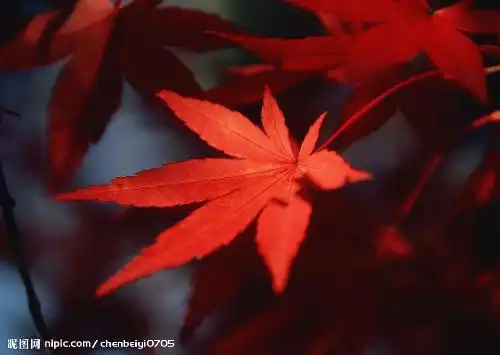 找一片枫叶飘落的图片