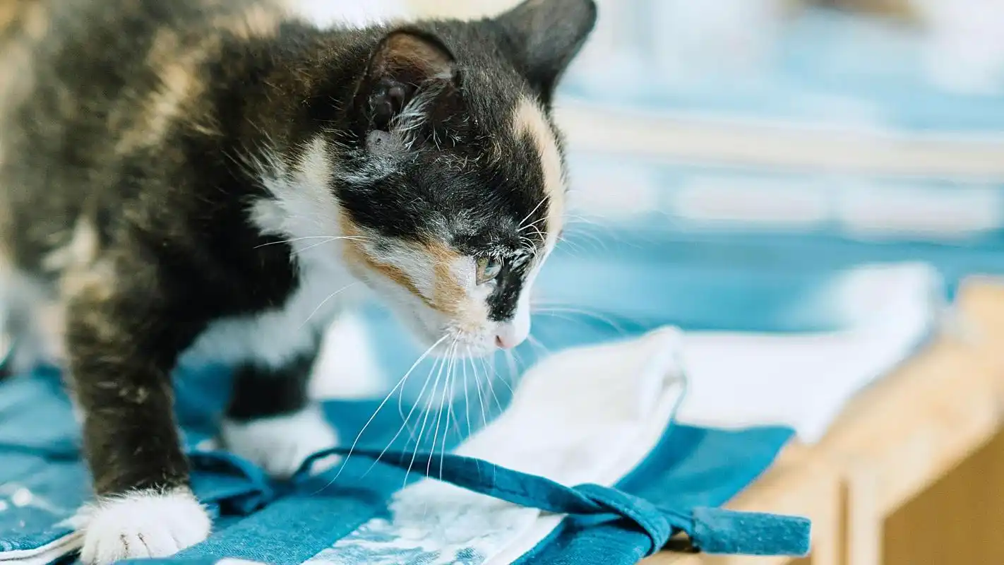 治愈系高清静物唯美意境图片桌面壁纸