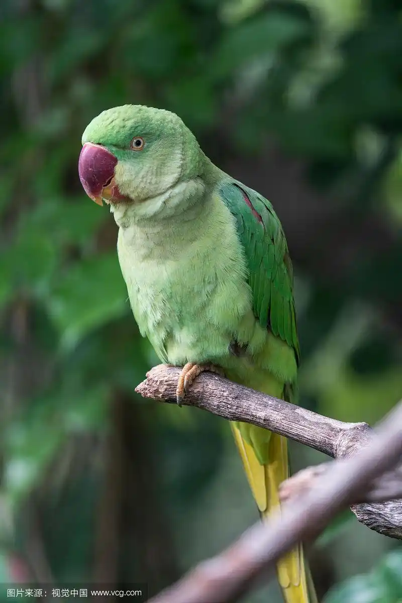丛林里树枝上的亚历山大鹦鹉
