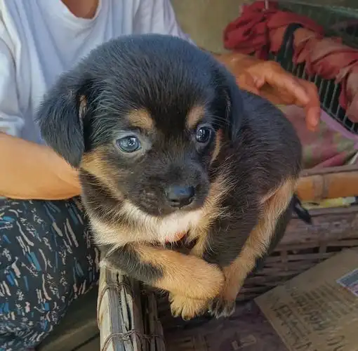 青岛四眼铁包金领养进展已被领养