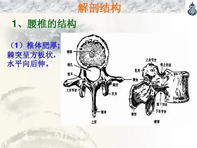 2016腰椎间盘突出症_最全内容ppt