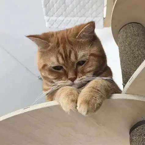 可爱的猫咪不开心了表情包(猫咪不高兴的可爱图片)