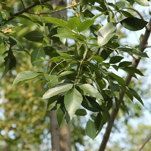 白蜡的繁殖方式是什么