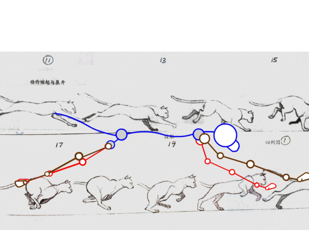 flash动作规律的小练习-猫科动物