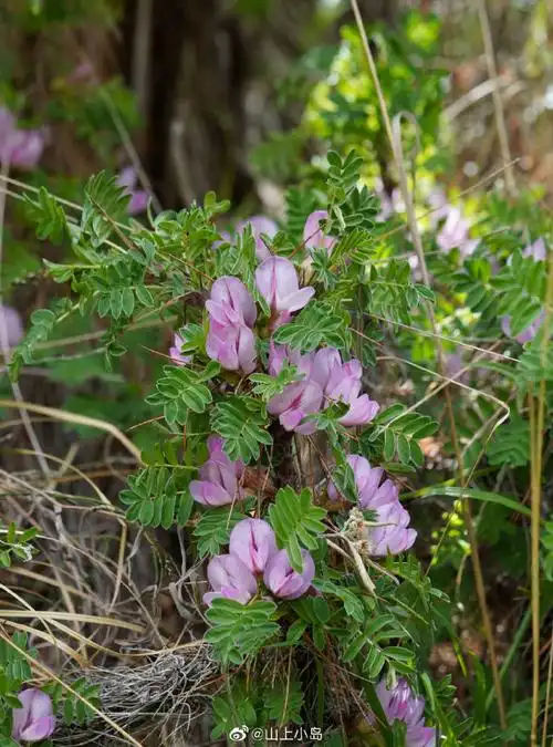 鬼箭锦鸡儿豆科锦鸡儿属 来自山上小岛 - 微博