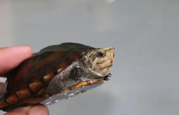 蝎泽蛋龟怎么养?不会的可以来看看