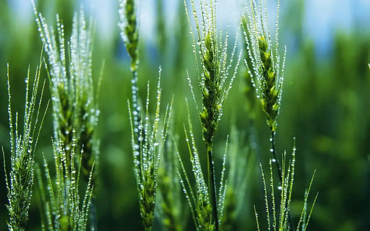 金灿灿的麦穗摄影高清壁纸