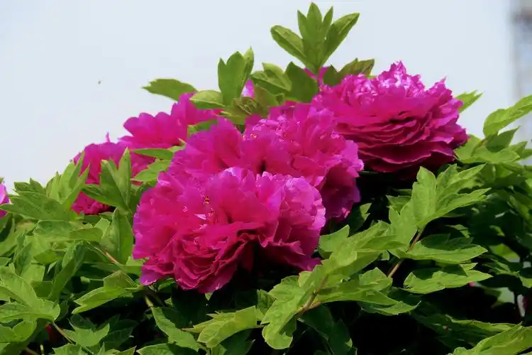 牡丹花开富贵图