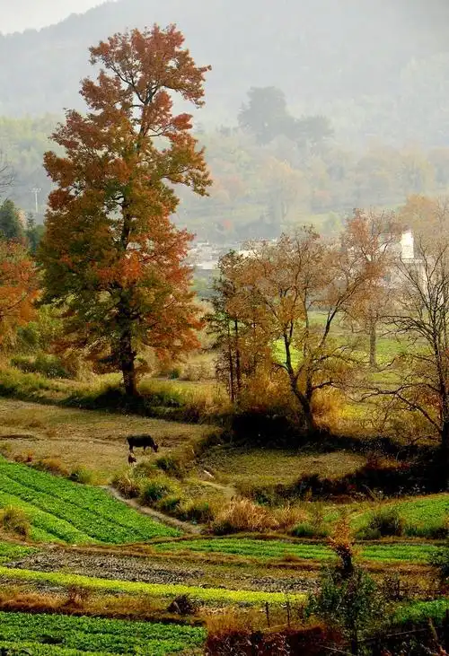 田园秋色