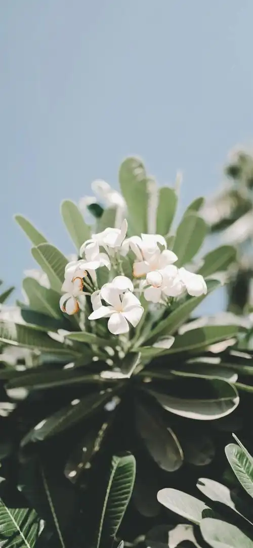 壁纸丨超治愈超干净的壁纸