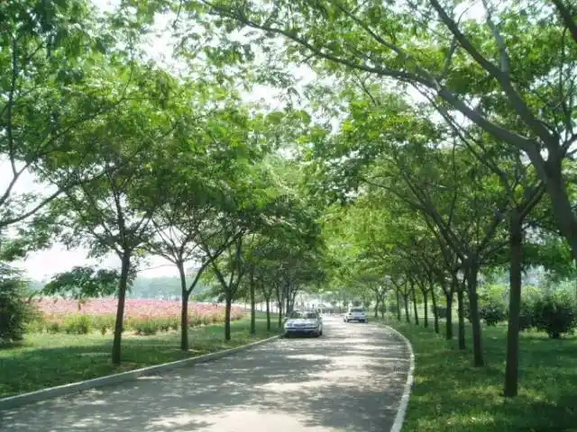 我国常见的行道树简介(图文并茂)04