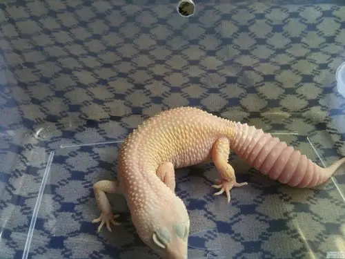 近8个月的超级暴风雪,和爬友分享一下 - 守宫 - 爬行天下 - powered