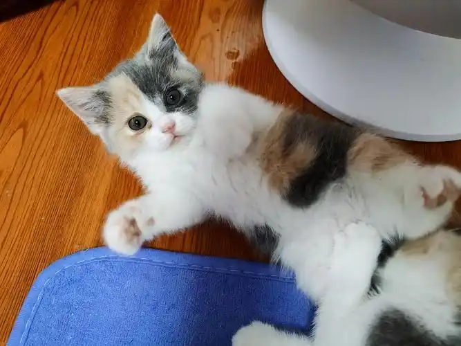 英短三花妹妹和蓝猫弟弟找新家