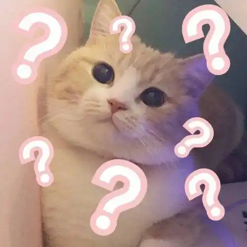 萌宠 猫星人 ?满脸问号 呆萌 可爱