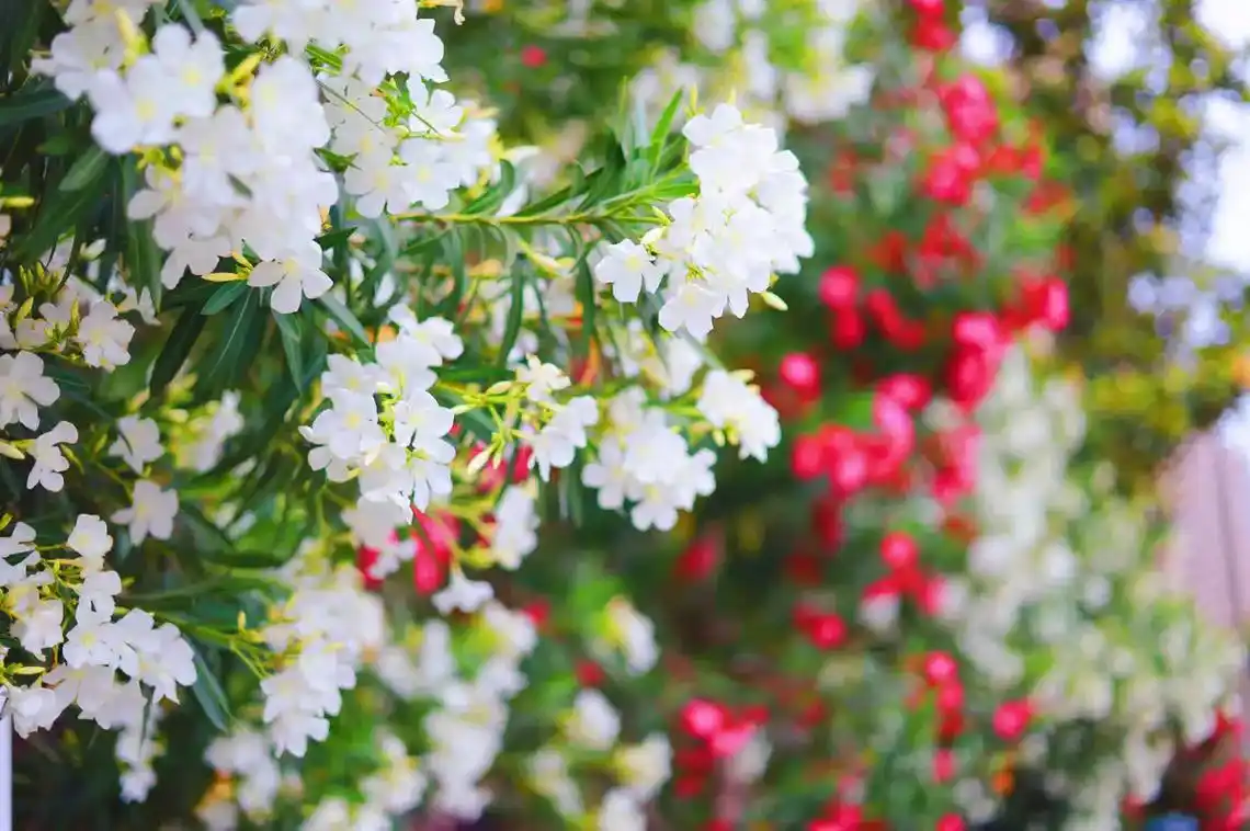 摄影的乐趣花草动物建筑风景