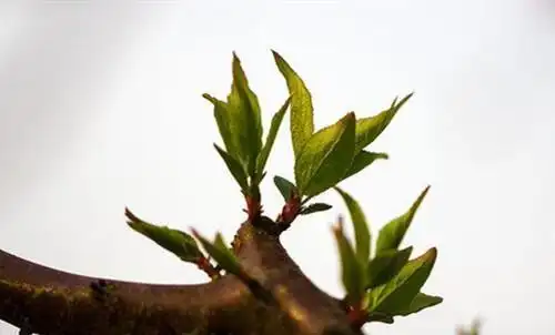 梅花叶子发黄怎么办怎么救