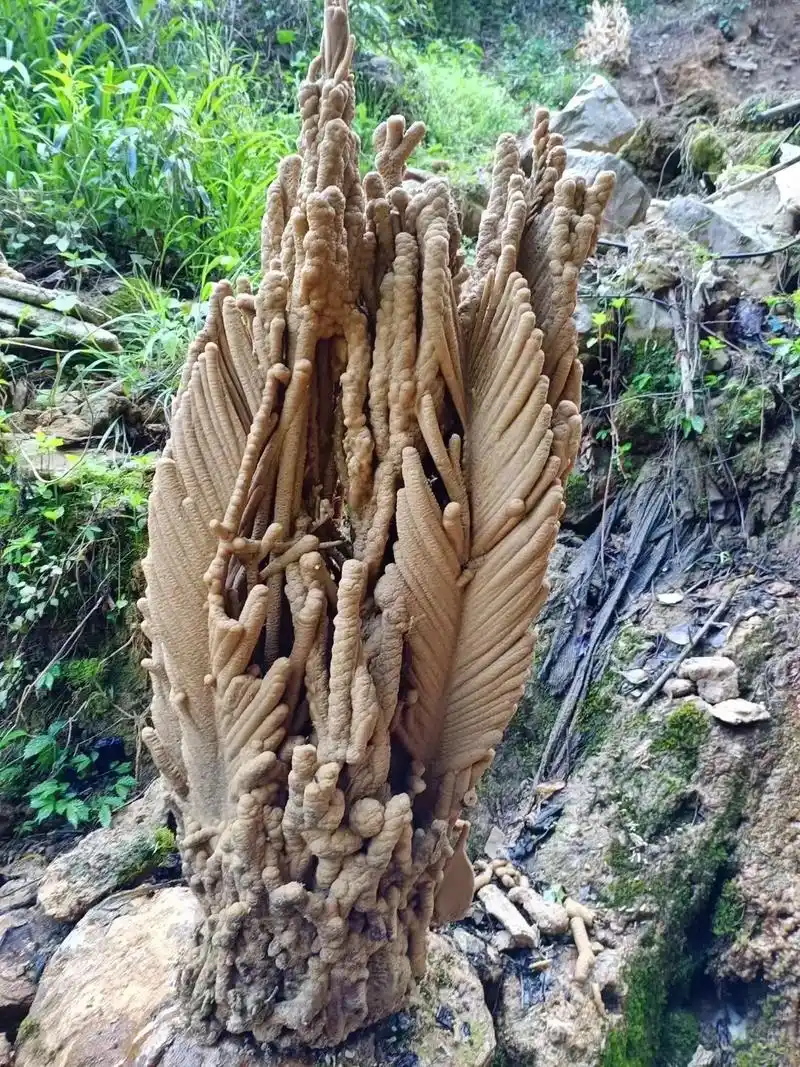 上水石盆景 #吸水石 #全国发货欢迎合作 - 抖音