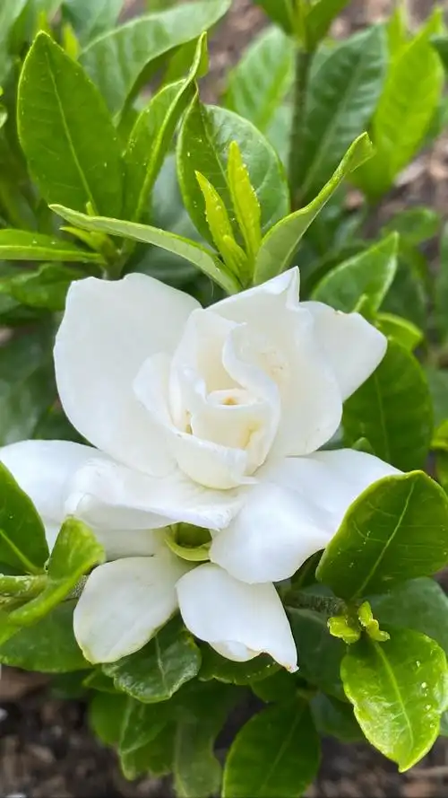 中文名:栀子花 英文名:gardenia   常见有两种,大,小栀子花,均为白色