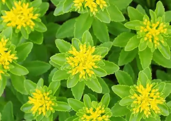 春夏季节开满金黄色花朵的三七景天,很好养的多肉,基本零难度