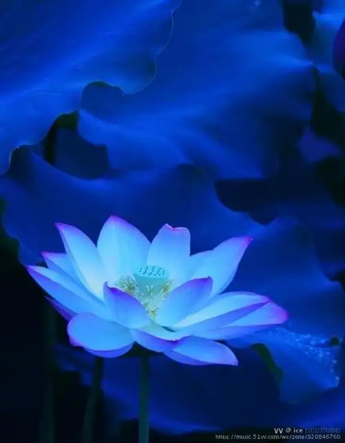 蓝色梦幻梦之荷原创首发