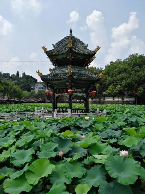 荷塘月色(富顺西湖)