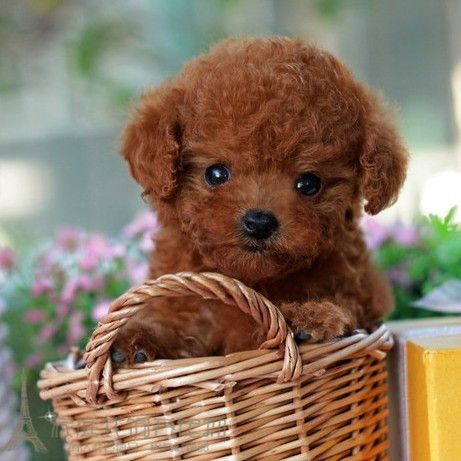 家养赛级活体血统纯正红泰迪幼犬宠物狗狗迷你型泰迪犬纯种健康g