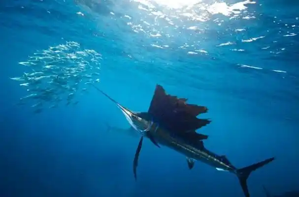 长长的尖嘴,是捕食的利器旗鱼的长相较为奇特,它们跟其它鱼类不同的是