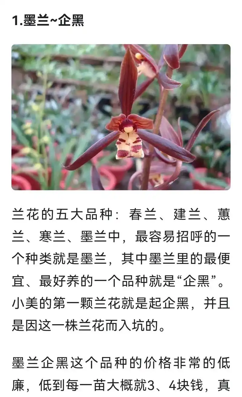 兰花#种那个好呢 - 抖音