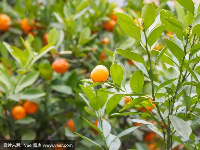 金桔树上充满活力的柑橘类水果.