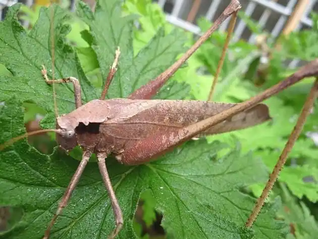 长腿大草蜢