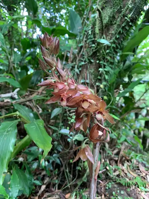 无叶美冠兰特征简介_无叶美冠兰图片欣赏-兰花百科网