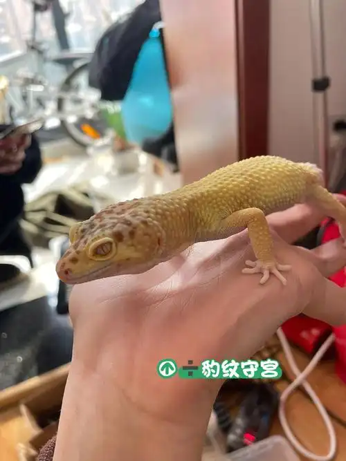 希望可以自提#豹纹守宫  #柠檬霜守宫  #橘白  #爬宠  #家有爬宠