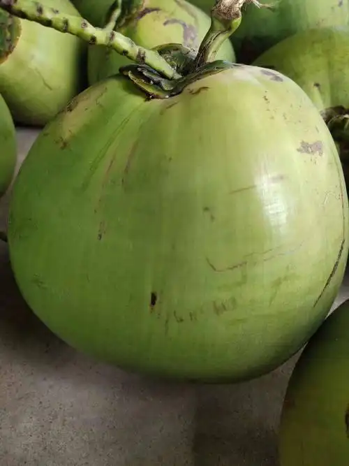 椰青 海南文昌青椰东郊带皮椰子 一年四季长期供应 欢迎长期合作