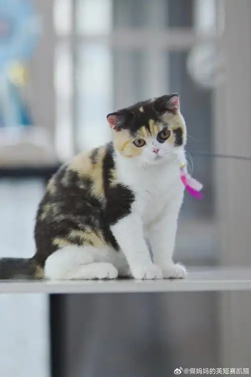 英短蓝白##英短##北京上海深圳广州英短猫舍##英短三花