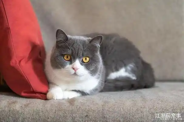 安静|英国短毛猫_网易订阅