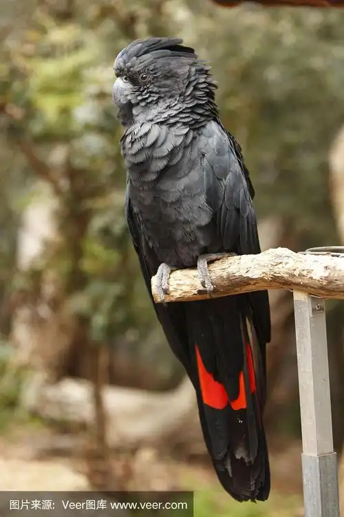 红尾黑凤头鹦鹉