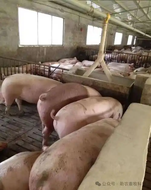 钦州灵山县马老板给大家分享他的养猪经验_猪瘟_从业者_养猪人
