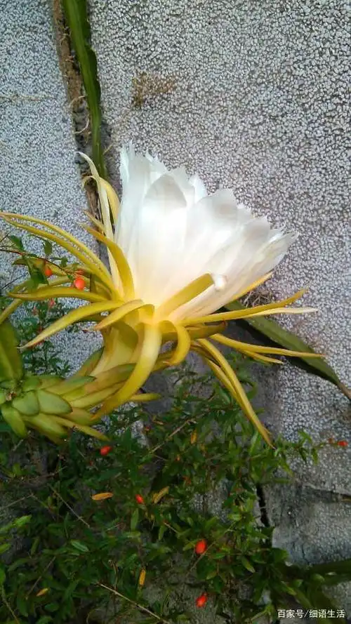 新鲜霸王花,这款美食你可能没吃过