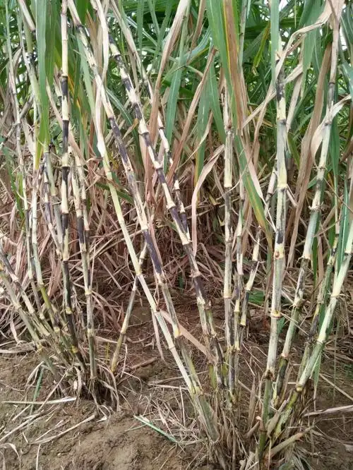 2020 ·秋 | 土茅蔗防风季