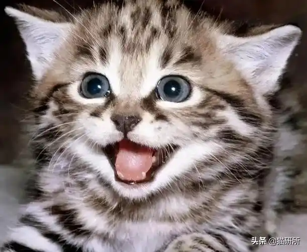 猫会笑吗你知道多少(猫咪是如何表达开心的)