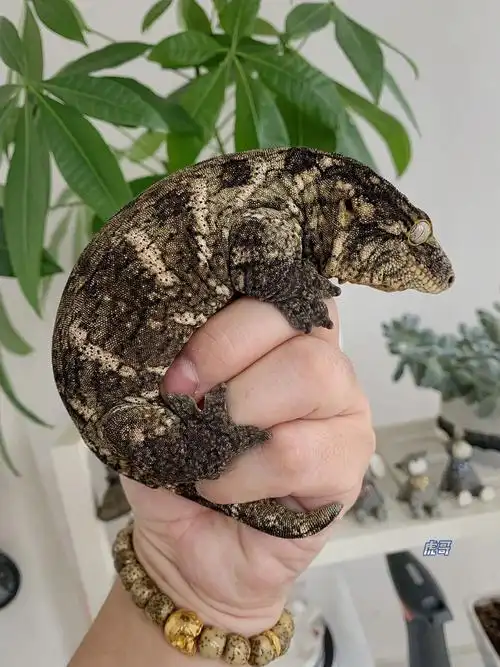 巨人守宫poindimiemtk支岛魔物