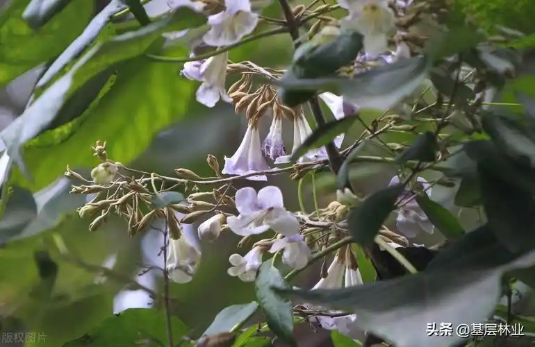 梧桐树的特点(这才是真正的栖凤之木梧桐,请叫它们悬铃木,泡桐,油桐)