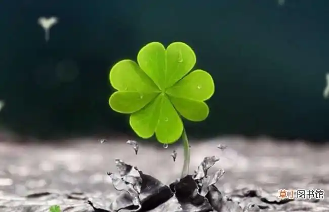 四叶草不同地方的含义1,在爱尔兰民间 , 四叶的车轴草能带来好运