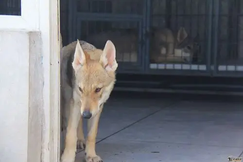 出售6个月捷克狼犬3母1公