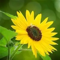 漂亮灿烂的向日葵,风景头像图片-回车桌面