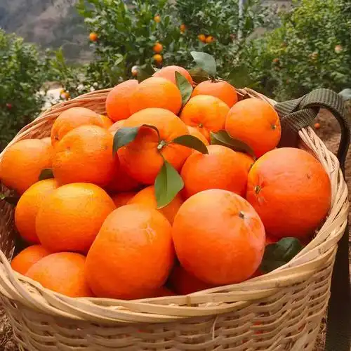 现摘发当季水果宾川整箱云南高原保山沃柑10斤装大果橘子新鲜香甜