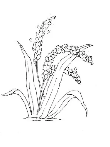 90#钢笔淡彩  #水稻  #水彩