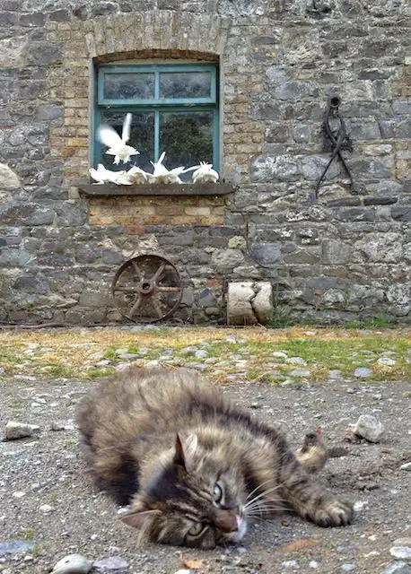 a portrait of the cat shepherd