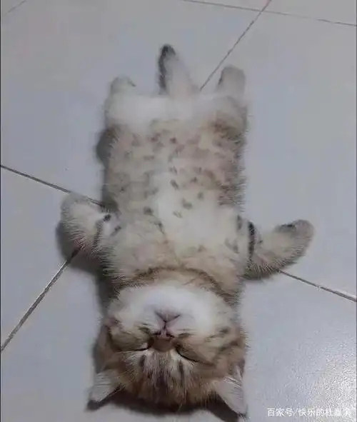 给猫吸了猫薄荷以后,这生无可恋的样子太逗了,哈哈